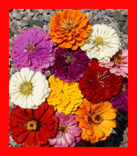 20 Sementes  Zinnias Gigantes Da Califórnia Mix Zinnia Flor