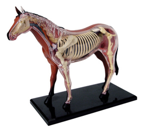 Modelo 4d De Anatomía De Órganos Animales: Ensamblaje De Int