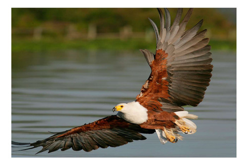 Vinilo 40x60cm Aves Aguila Volando Sobre El Rio Laguna