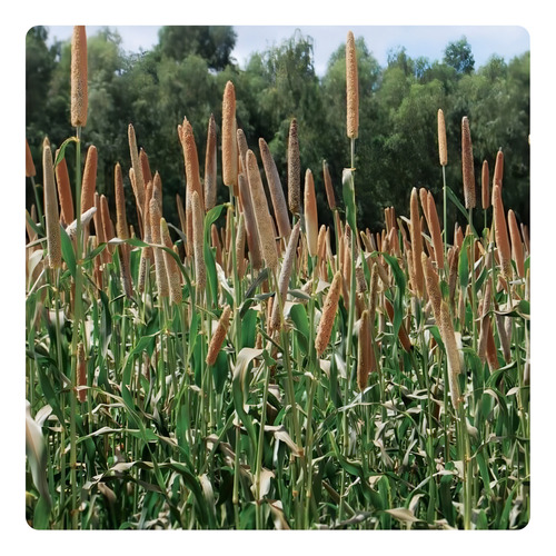 Sementes De Milheto Brs1501 - 3kg