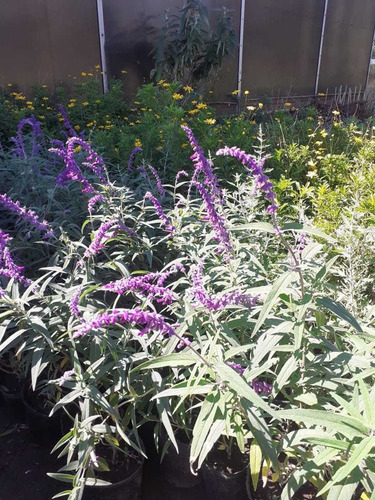 Imagen 2 de 3 de Salvia Leucantha ;salvia Violeta 3lts