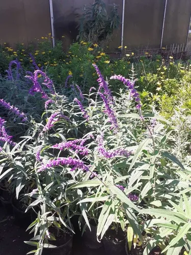 Salvia Leucantha ;salvia Violeta 3lts