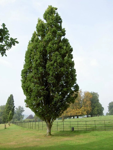 Quercus Robur Roble Fastigiata 150/180cm