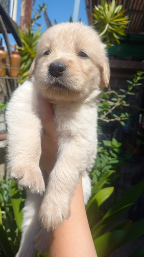 Cachorros Golden Retriever