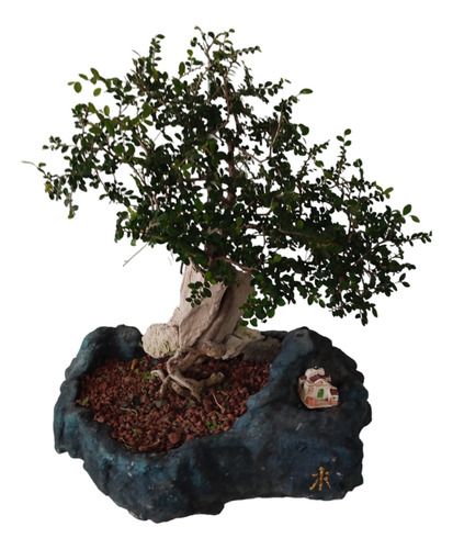 Bonsai De Olmo Chino Tipo Penjing 