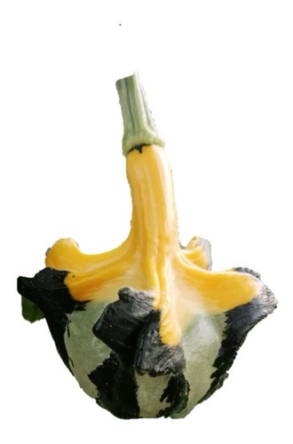 Semillas Calabaza Decorativa Cisne Prosperidad