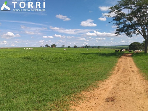 Imagem 16 de 20 de Fazenda À Venda Em Alto Alegre - Fa00176 - 69382951