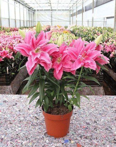 Imagen 2 de 2 de Bulbos Lilium Exoticos Flor Triple Esra X 3 Bulbos