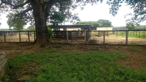 Fazenda De Gado E Graõ Com 455 Hectares Curvelo - 36426