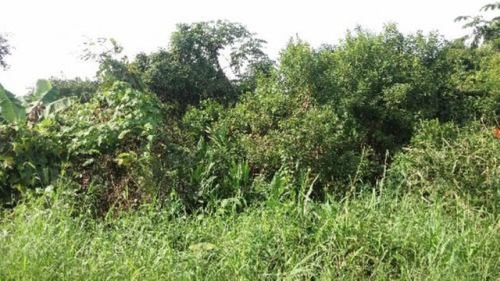 Imagem 2 de 5 de Terreno No Litoral Com 286 M², Em Itanhaém/sp 2910-pc