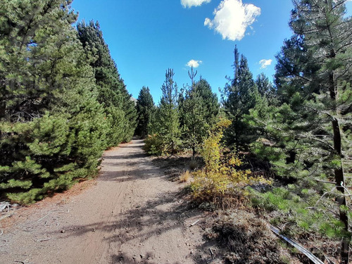 Terrenos En  Bariloche En Zona De Bosque , Cercanos A Ruta 40.