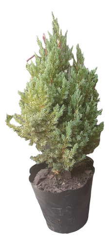 Juniperus Enebro