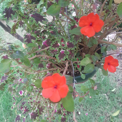 Imagen 4 de 7 de Plantas Combo Maceta Colgante Coleo Y Alegria Del Hogar
