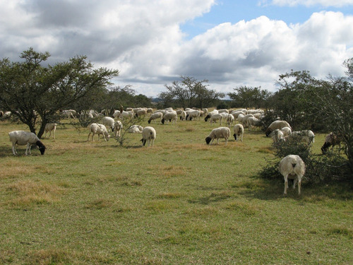 Borregas Dorper (Usado)