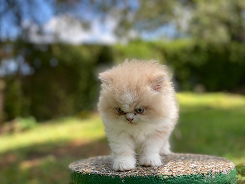 Espectaculares Gatos Persa Disponibles