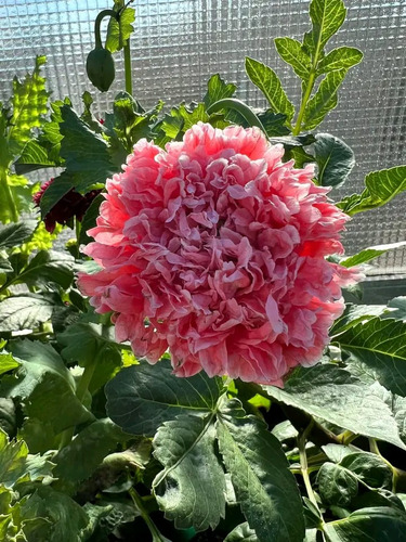 Semillas De Amapola Peonia Rosa Doble_papaveraceas._