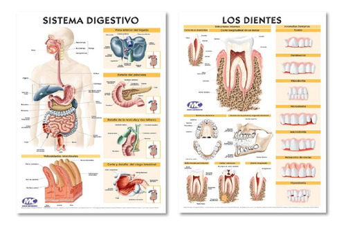 Lámina Mural Mc 72x102cm Bifaz Aparato Digestivo Los Dientes