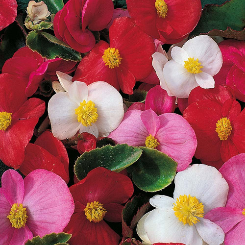 Semillas Flores Begonia Variada X250 Flor De Azúcar Oferta!