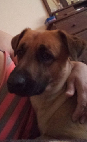 Imagen 7 de 8 de Guarderia Y Pensionado Canino - Sin Caniles - Zona Noroeste