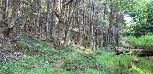 Imagen 4 de 30 de Sitio En Venta En Coihaique