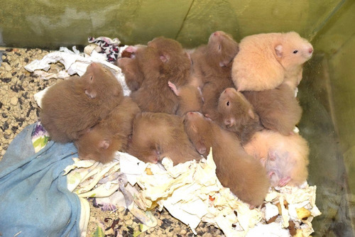 Hamster Sírio De Pelúcia - Filhotes Fofos