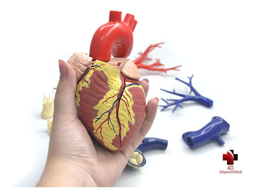 Anatomia Do Coração Deluxe - Tamanho Real - 4d Master