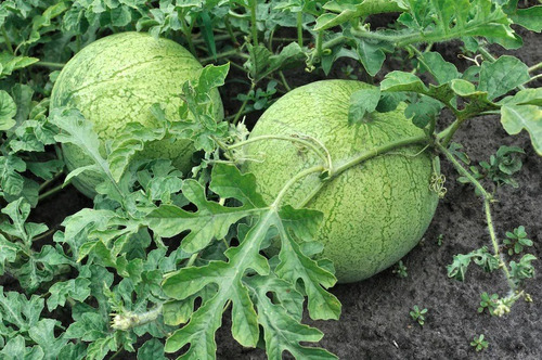 100 Semillas De Sandia Bola Gris + Instructivo
