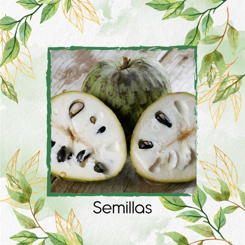 100 Semillas De Árbol Chirimoya