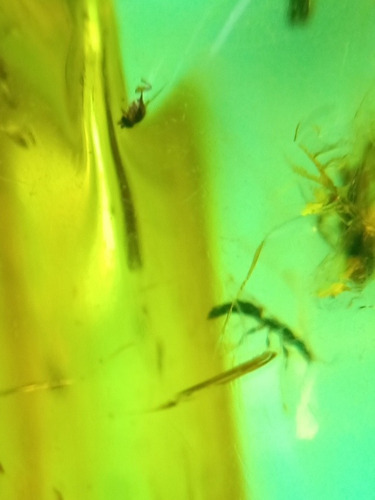 Corazón De Ambar Con Insectos Ambar De Chiapas Termitas Dije