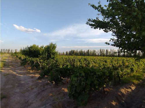 Vendo Finca Viñedos San Rafael Las Paredes