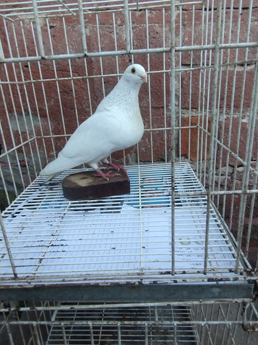 Palomas Buchonas /pike /de Vuelo (Usado)