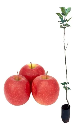 comprar Linda Muda De Maçã Eva Enxertada Com 1 Metro - Produz Rápido
