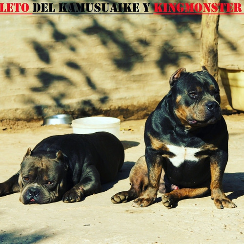 American Bully