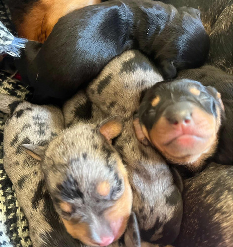 Perros Salchichas
