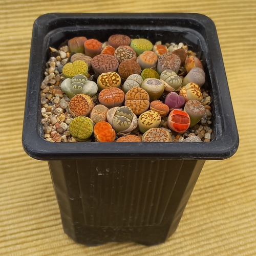  50 Semillas Mixtas Lithops (cactus Piedra) + Kit De Siembra