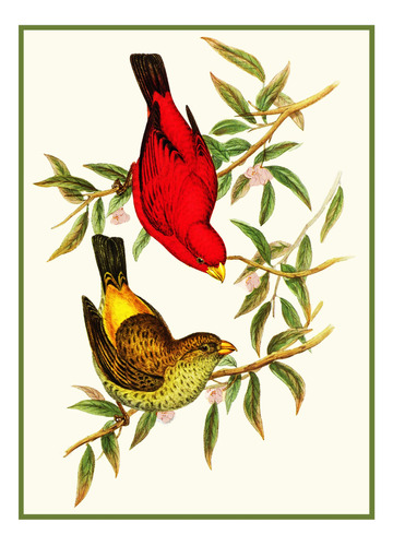 Orenco Originals Pinza Escarlata Naturalist Gould Birds Cruz