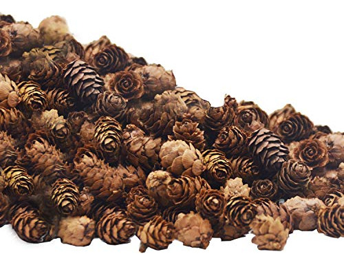 150 Pcs Navidad Natural Mini Pine Cones 3cm Acción De ...