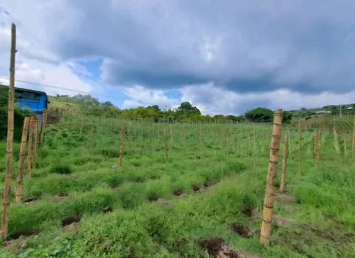 Lote En La Vereda El Cedralito - Sta. Rosa De Cabal