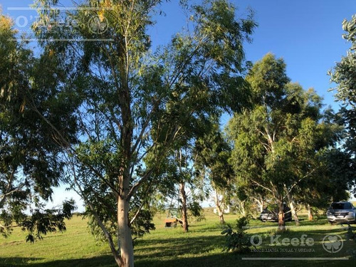 Imagen 9 de 18 de Campo 444 Has Ganadero Con 20% Aptitud Agrícola - A 3 Km De Ruta - General Lamadrid