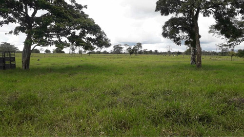 Imagen 6 de 16 de Finca Ganadera Doble Propósito Santo Domingo