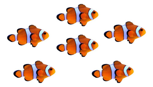 06 Peixes Palhaço Ocellaris Nemo