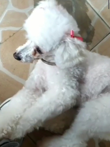Imagen 2 de 4 de Peluquería Canina En Piedras Blancas Y La Paz.