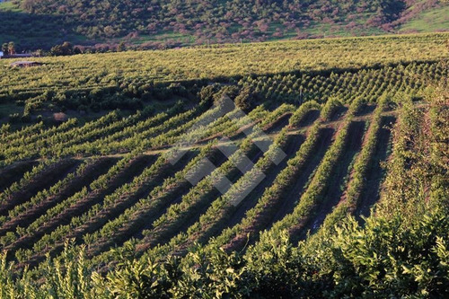 Imagen 2 de 16 de Venta, Parcela Agrícola, Mallarauco, Melipilla