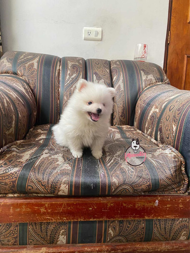 Imagen 2 de 5 de Espectacular Cachorro Pomerania Mini Mascotas Rionegro