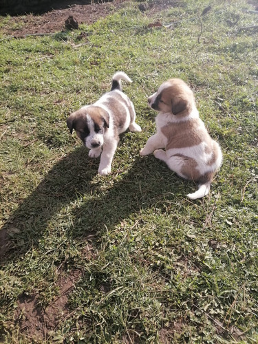 Cachorros San Bernardo