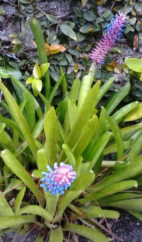 Bromelia