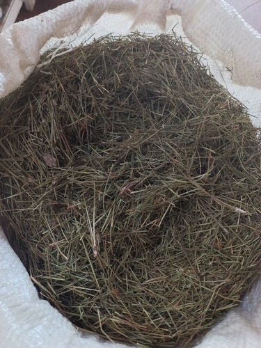 Pinus Agulha