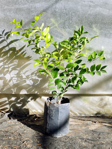 Olea Amarilla 120cm - Arbusto Ideal Para Cercos Vivos