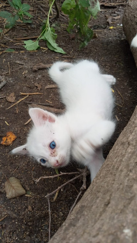 Gatos Ojos Azules