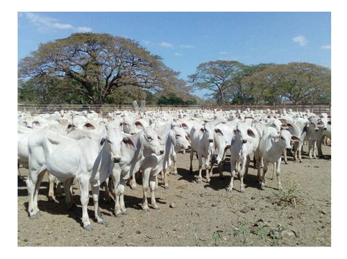 Imagen 19 de 20 de Hato En Edo. Guárico De Ganado Cebú En Venta